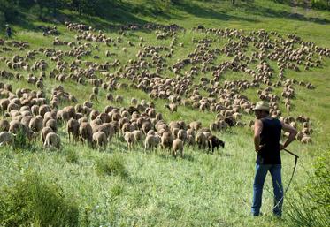 Depuis un an, le nombre d'attaques de loup a augmenté de + 26 %.
