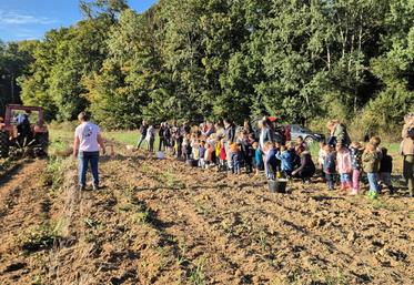 Tous les écoliers sont venus récolter les pommes de terre pour l'école.