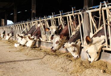 La lutte contre la BVD porte ses fruits, le nombre de cheptels indemnes progresse d'année en année.