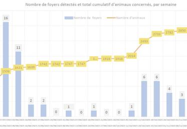 Point de situation CROPSAV au 9 décembre : 108 foyers, 7 départements 3 000 bovins (1/3 allaitant, 2/3 laitier), 64 % des foyers comptent 20 bovins ou moins.