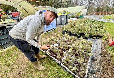 La tempête Goretti a endommagé près de 80 % du stock.