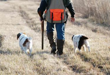 La maladie est due à un herpès virus présent de façon endémique dans les populations de sangliers.