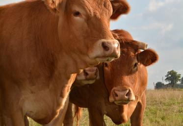 Sur douze mois, la production de bovins viande s'est repliée de 23 000 téc.