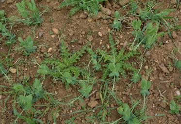 Adventices dans pois protéagineux.