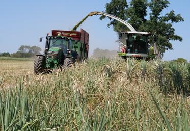 Pour l'ensilage, certains attaqueront plus tôt, mais dans l'ensemble il faudra attendre fin août.