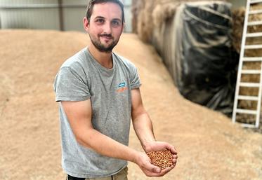 Les pois marbrés seront livrés à d'autres agriculteurs pour faire de l'aliment pour les oiseaux.