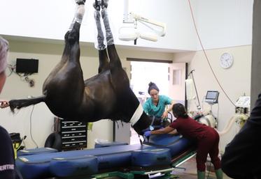 Un cheval sous anesthésie au bloc chirurgical. Au CHVE de Livet, les box post-opératoires sont capitonnés. "Le réveil est une période critique de la chirurgie, avec un taux de mortalité opératoire plus élevé que chez l'humain."