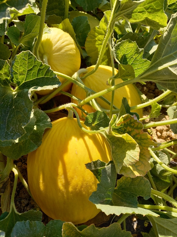 MELON JAUNE CANARIA