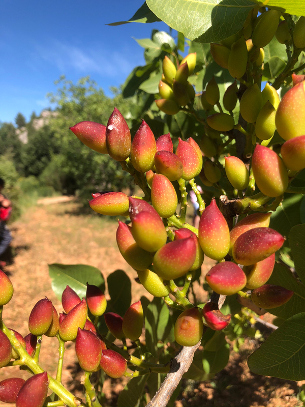 Provence : la pistache structure sa filière