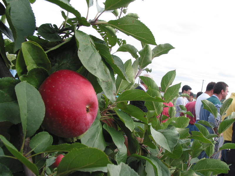 Galarina, une des plus récente variété de pomme résistante à la