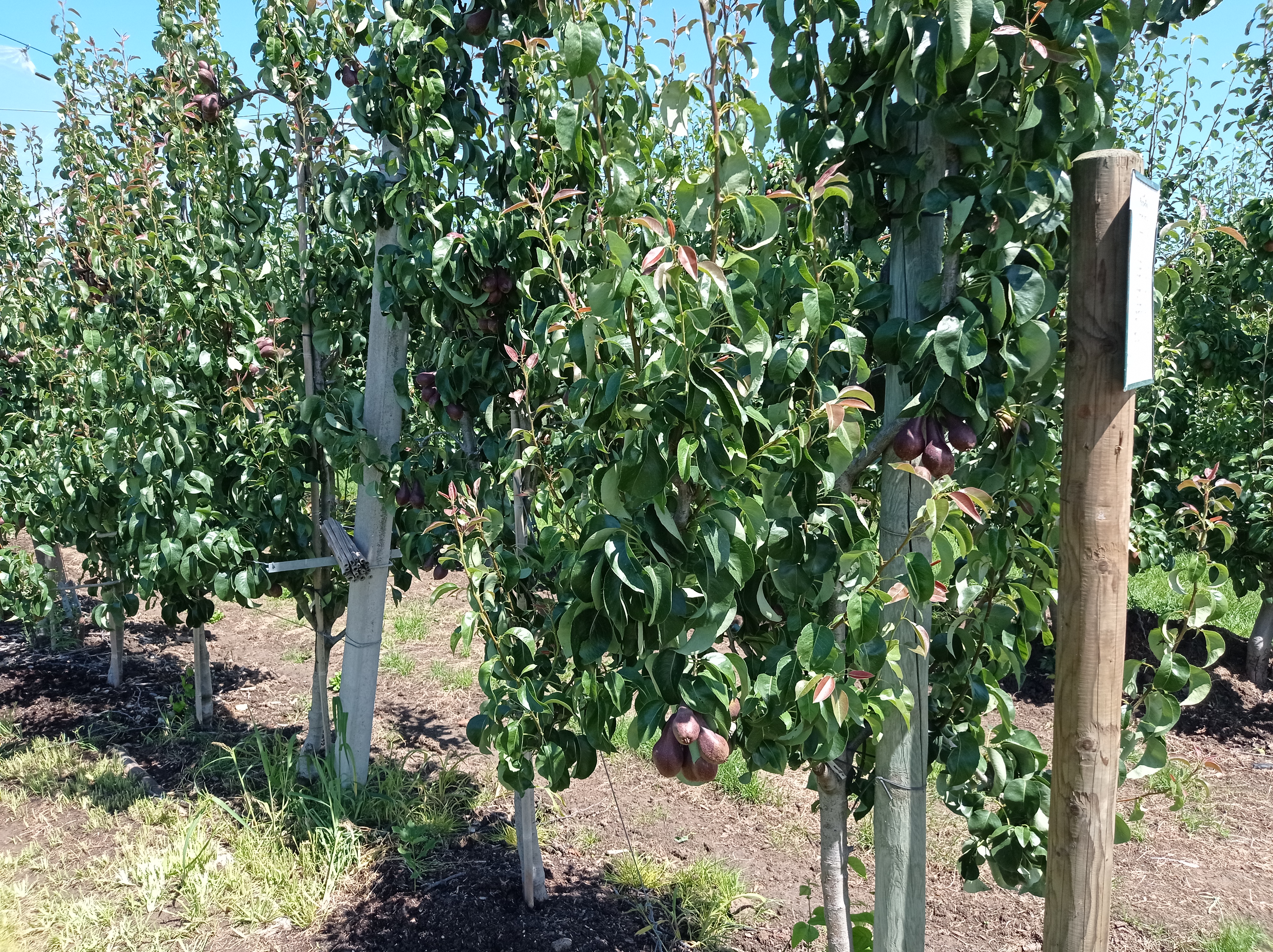 Poire Fruits, variétés, production, saisonnalité