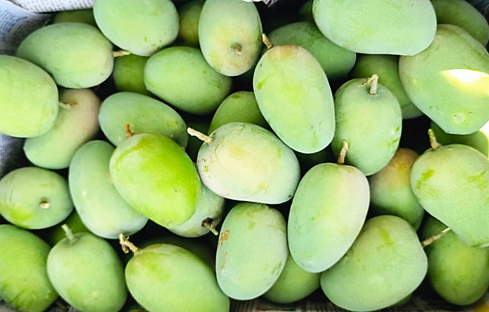 Mangue d'Europe sans fibre 0 | Sebala Fruits