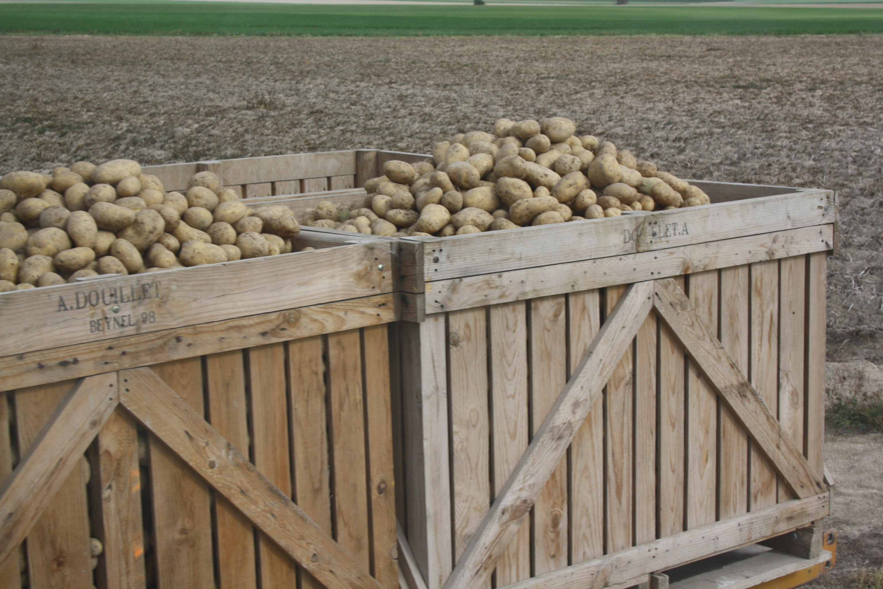 Pourquoi la France exporte ses patates mais importe ses chips