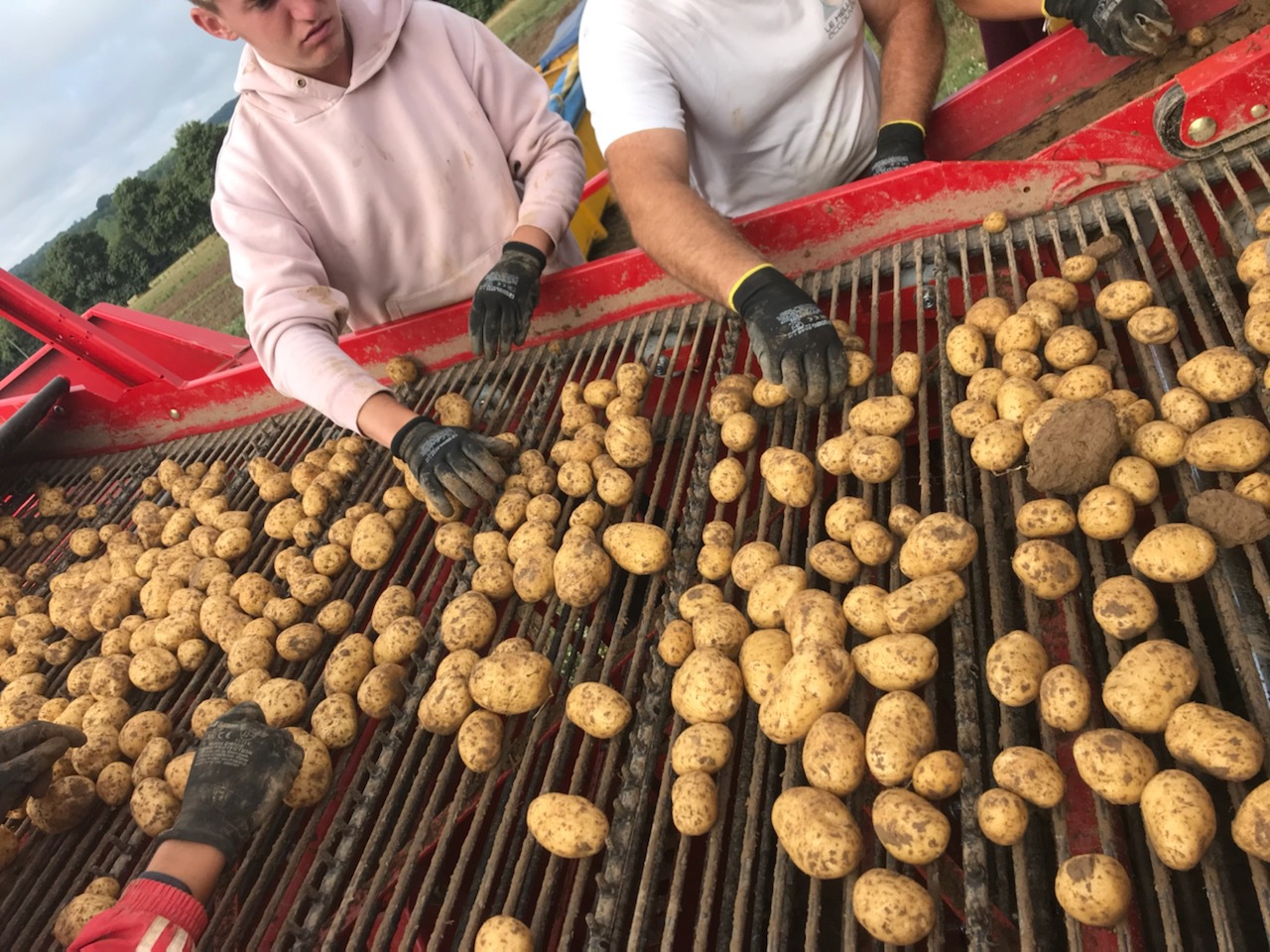 Pourquoi la France exporte ses patates mais importe ses chips