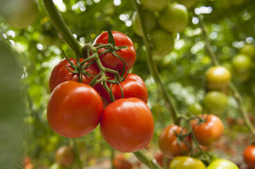 tomates