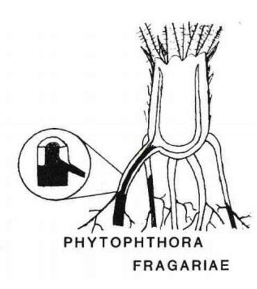 Phytophtora fragariae : les nécroses de couleur rouge se localisent surtout dans la moelle et sur toute la racine aux extrémités.