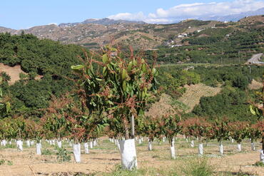 La plantation d’avocatiers est soutenue dans tous les pays du pourtour méditerranéen avec de nouvelles zones de production.