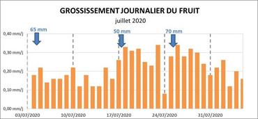 Grossissement journalier de pomme Rosy Glow en juillet 2020 à Cavaillon. Les aspersions sur frondaison ont un effet boostant sur la croissance des fruits.