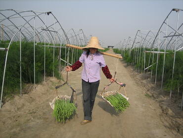En raison du climat de mousson subtropical, les asperges sont cultivées sous tunnel plastique, pour éviter les risques de brûlure.