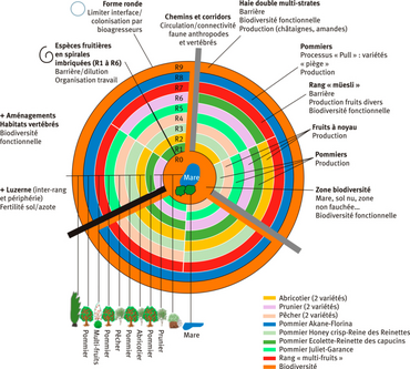 La composition végétale et les fonctions attendues du verger circulaire.