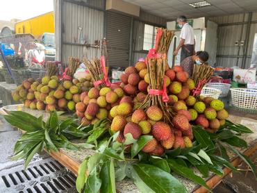 Taïwan est l’un des plus gros producteurs de litchis au monde et cultive « Haak Yip », nom local de la variété gouteuse Black Leaf, qui représente 80 % des arbres ...