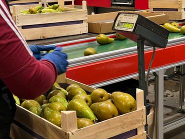 station de conditionnement - poire