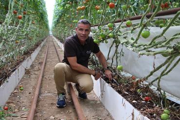 Laurent Bergé, des Serres de Goulaine, a mis en place 4 ha de tomates en sol vivant. 