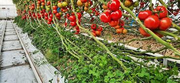 tomate sous serre - engrais verts