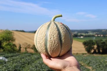 <em class="placeholder">variété de melon Acapella (Seminis)</em>