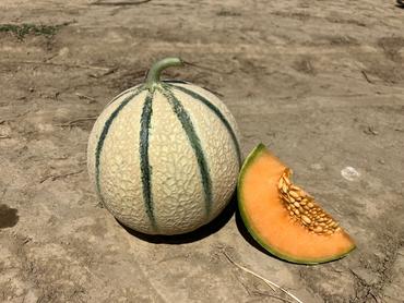 <em class="placeholder">variété de melon E 25C.01169 (Enza Zaden)</em>