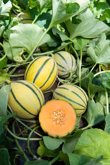 <em class="placeholder">variété de melon GSD 2056 (Gautier Semences)</em>