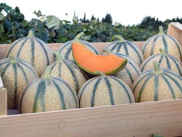 <em class="placeholder">variété de melon HMC 45 1590 (HM Clause)</em>