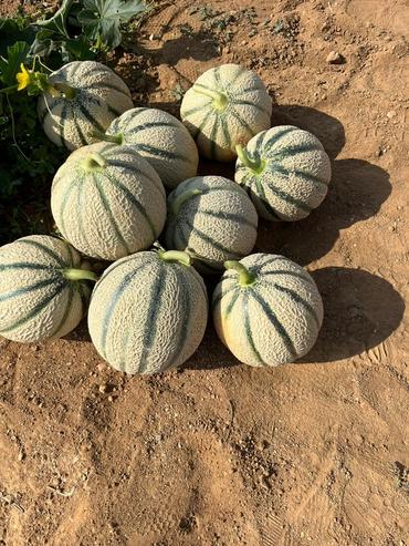 <em class="placeholder">variété de melon Iollisco (Rijk Zwaan)</em>