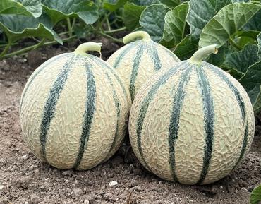 <em class="placeholder">variété de melon Prosper (Syngenta)</em>