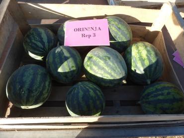 <em class="placeholder">Pastèques de la variété Orininja.</em>