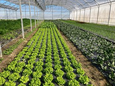 <em class="placeholder">Une serre multichapelle chez Garcin en Charente.</em>