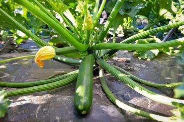 <em class="placeholder">courgette Jolly, Syngenta</em>