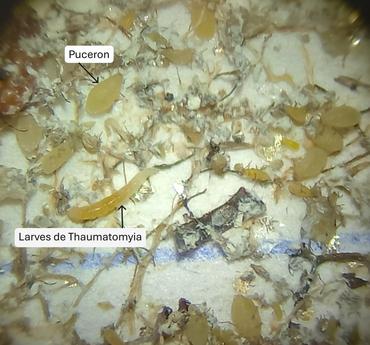 <em class="placeholder">Vue au microscope d'un puceron lanigère et d'une large de mouche du genre Thaumatomyia, prédatrice du puceron lanigère.</em>