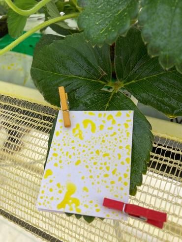 <em class="placeholder">Mesure de dépôt suite à une pulvérisation dans une fraiseraie hors sol.</em>