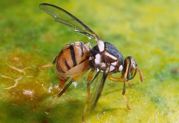 <em class="placeholder">U.S. Department of Agriculture (USDA), Agriculture Research Service (ARS) scientists are helping French Polynesia manage its Oriental fruit fly outbreak. Here, a female ...</em>