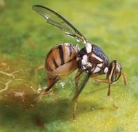 <em class="placeholder">Bactrocera dorsalis</em>