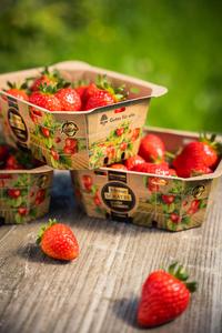 Packs de fraises ALDIna, variété exclisive cultivée en Allemagne, pour Aldi Süd.  