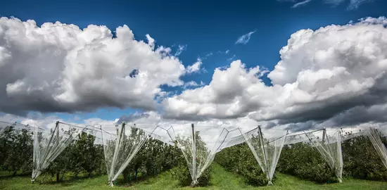 Plusieurs maladies cryptogamiques dont la tavelure ont été moins problématiques en 2019, qui a été marquée par des épisodes climatiques majeurs. © F. Petit