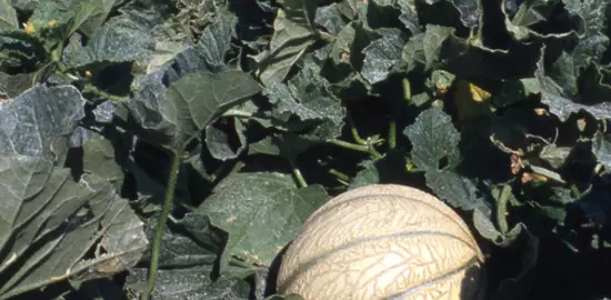 Le melon doit faire face à de nombreux bioagresseurs. Plutôt qu'une lutte frontale, la mobilisation des principaux leviers agroécologiques est aujourd'hui recherchée.  © DR