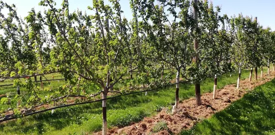 Greffage haut et conduite en haie ou sur fruitier sont deux leviers validés par le projet Capred pour diminuer l'IFT sur abricot.