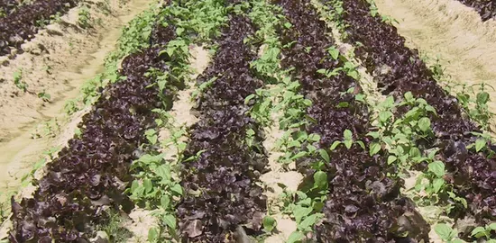 Les techniques de désherbage de la salade évoluent rapidement avec la contrainte de se passer de désherbants et l'objectif d'éviter le recours au fastidieux et coûteux désherbage manuel. 