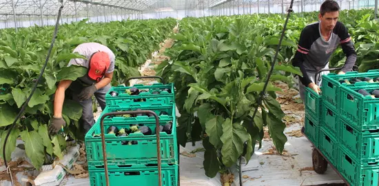 Altise, punaise, verticiliose... l'aubergine doit faire face à une montée en puissance de la pression sanitaire. Les moyens de protection chimique sont limités et les solutions alternatives sont en devenir.