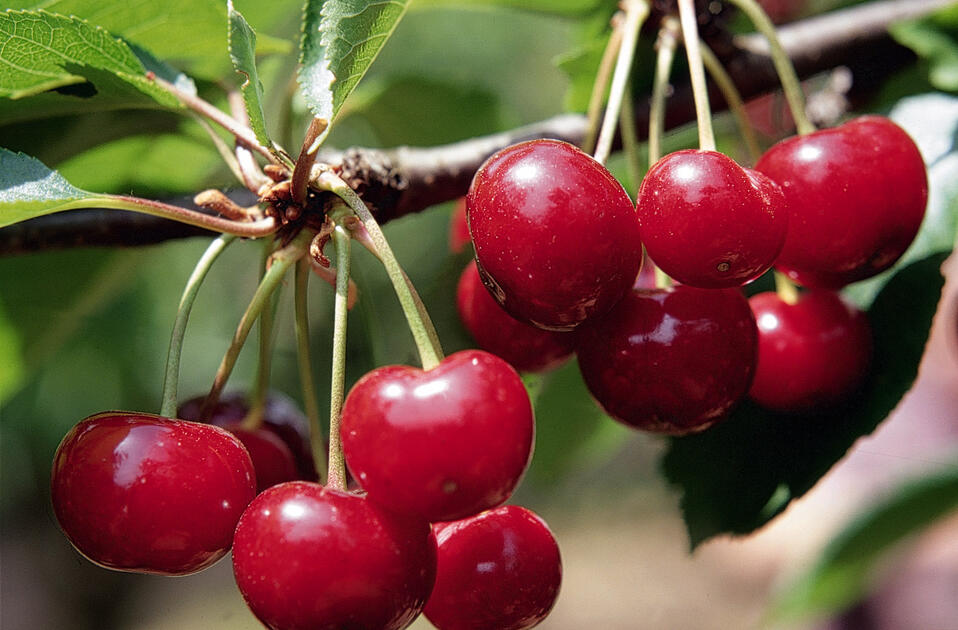 La cerise - Observatoire des aliments