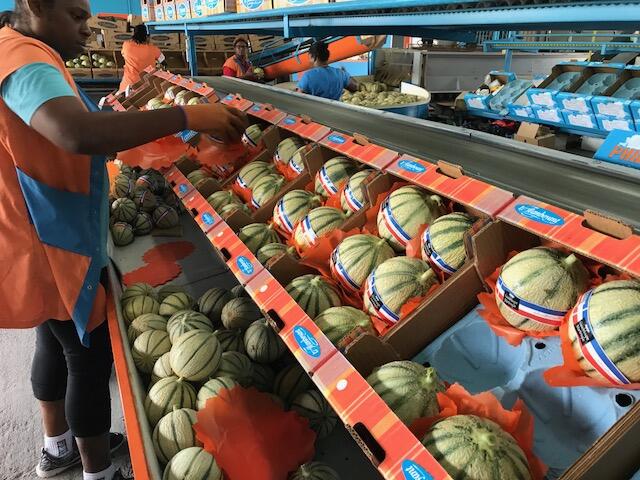 Guadeloupe | [Coronavirus Covid-19] Le melon guadeloupéen en souffrance ...