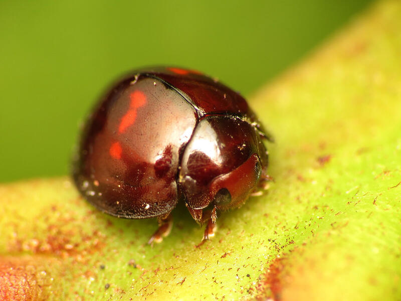 Arboriculture que faut il savoir sur les coccinelles